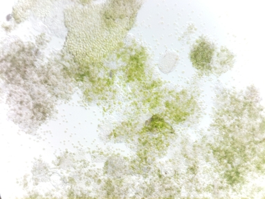 Algae