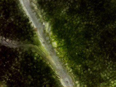 Tomato leaf